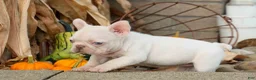 French Bulldog dogs for sale:  Rosa💖 - Ad 14