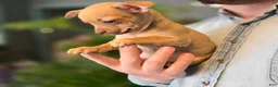 Chihuahua dogs for sale: Brandy  - Ad 3