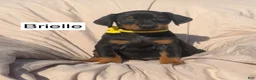 Doberman Pinscher dogs for sale: Brielle - Ad 4