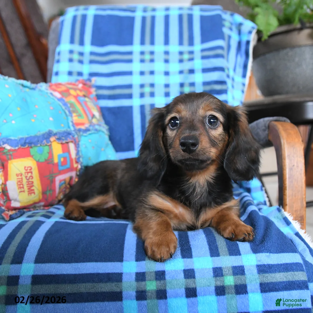 Miniature Dachshund dogs for sale: Lila  - Ad 3