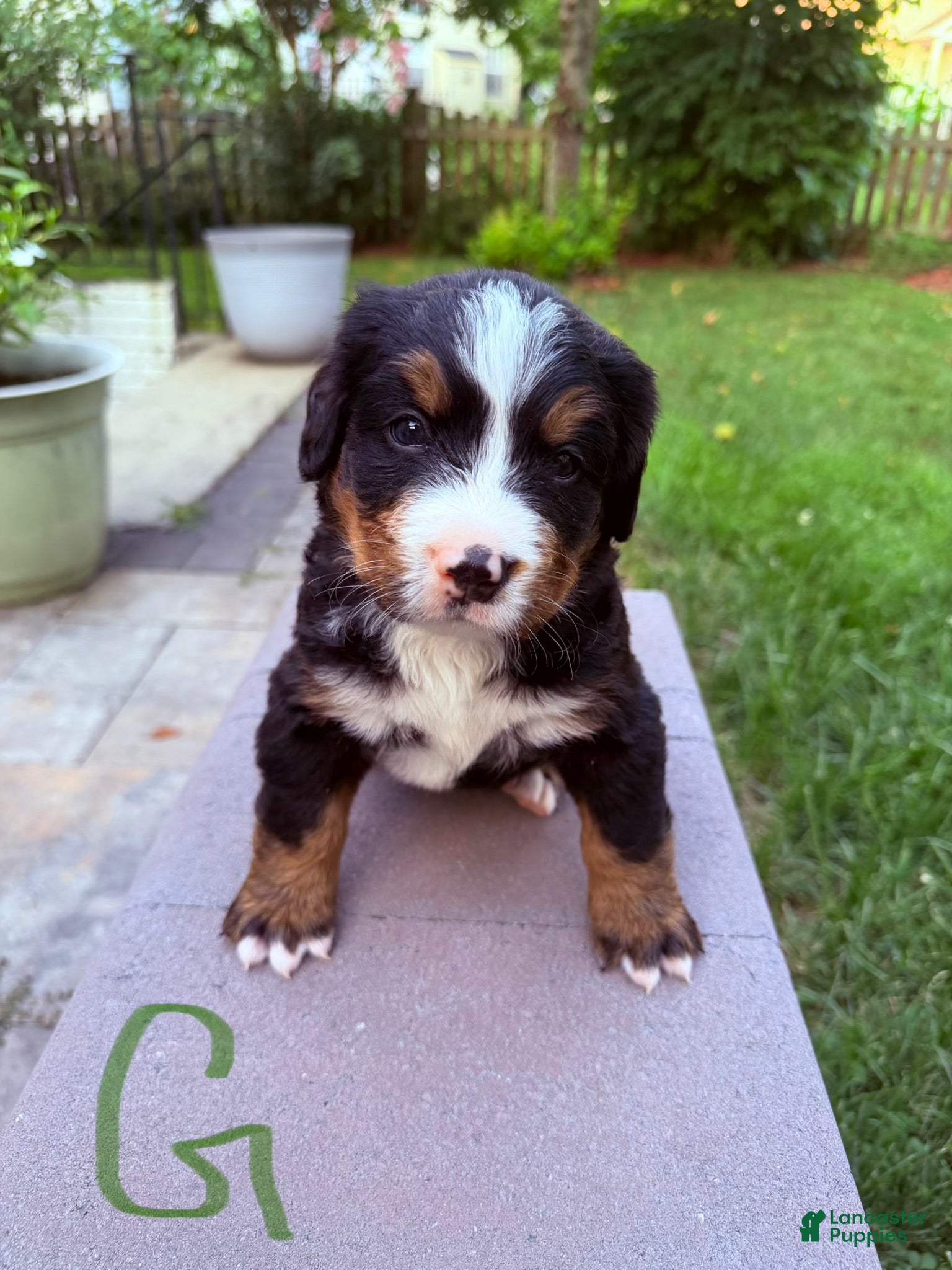 Bernese Mountain Dog dogs Bernese Mountain Dog 5 - Ad 5