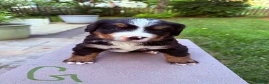 Bernese Mountain Dog 5