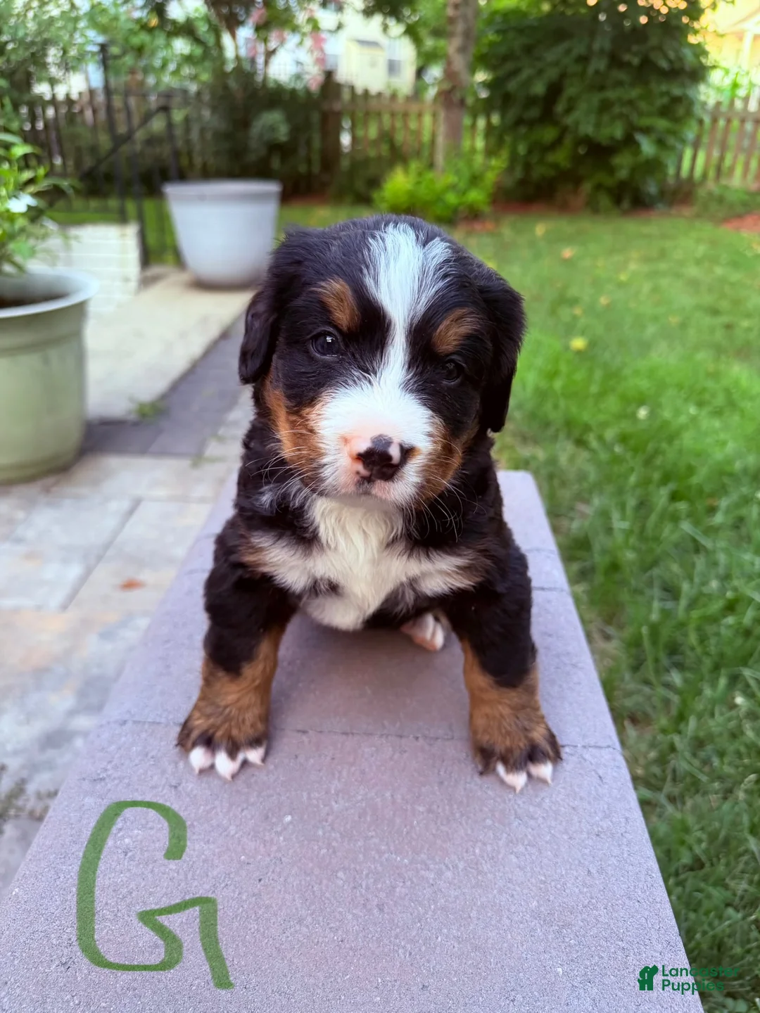 Bernese Mountain Dog dogs for sale: Bernese Mountain Dog 5 - Ad 1