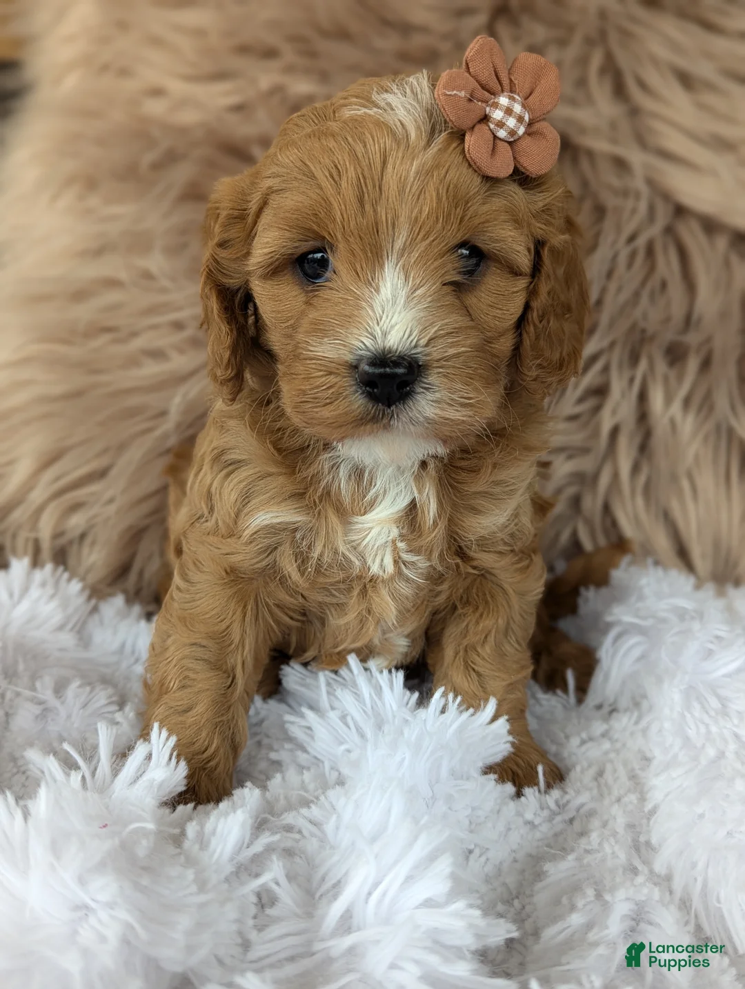 Cavapoo dogs for sale: Bellie  - Ad 1