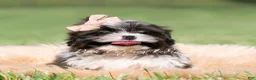 Shih Tzu dogs for sale: Giggles - Ad 3