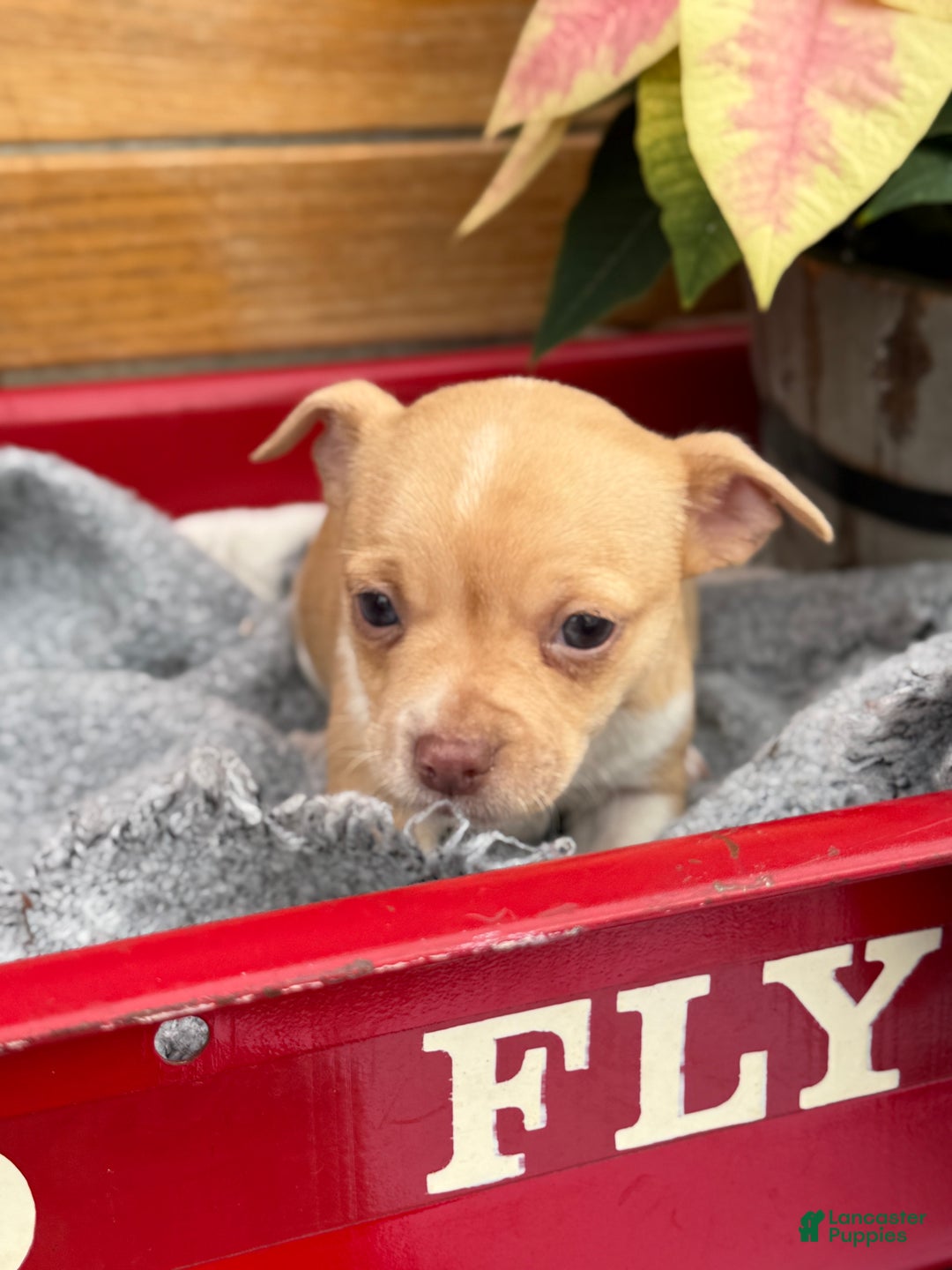 Chihuahua dogs for sale: Cookie - Ad 9