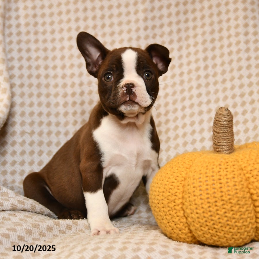 Boston Terrier dogs Cristyl - Ad 32