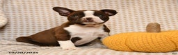 Boston Terrier dogs for sale: Cristyl - Ad 1