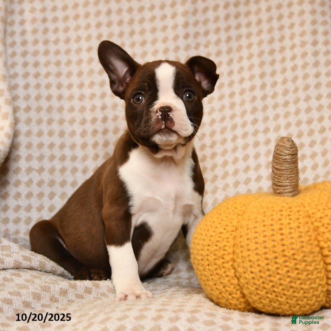 Boston Terrier dogs for sale: Cristyl - Ad 1