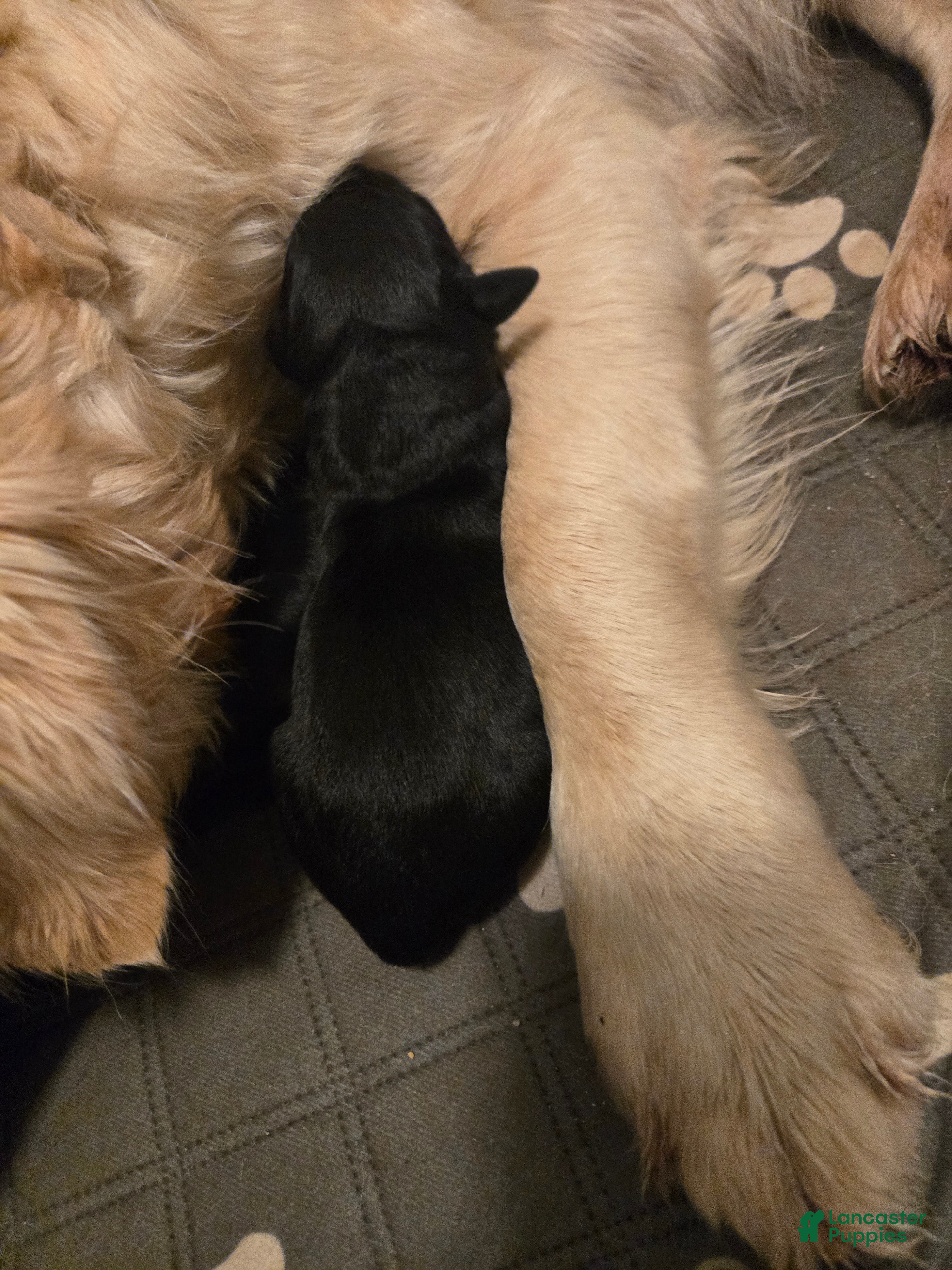 Goldador dogs Black female #1 - Ad 18