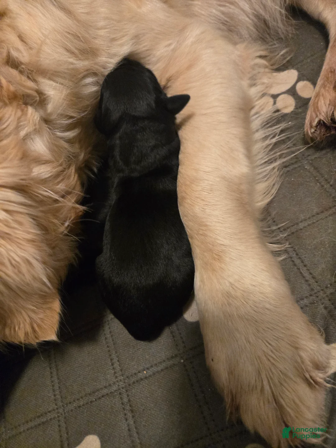 Goldador dogs for sale: Black female #1 - Ad 1