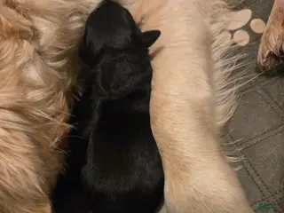 Goldador dogs Black female #1 - Ad 18