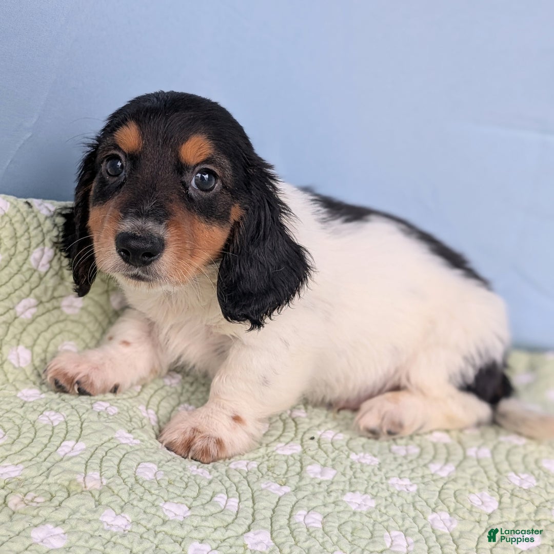 Miniature Dachshund dogs for sale: Pie - Ad 2