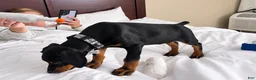 Doberman Pinscher dogs for sale: Negan - Ad 3