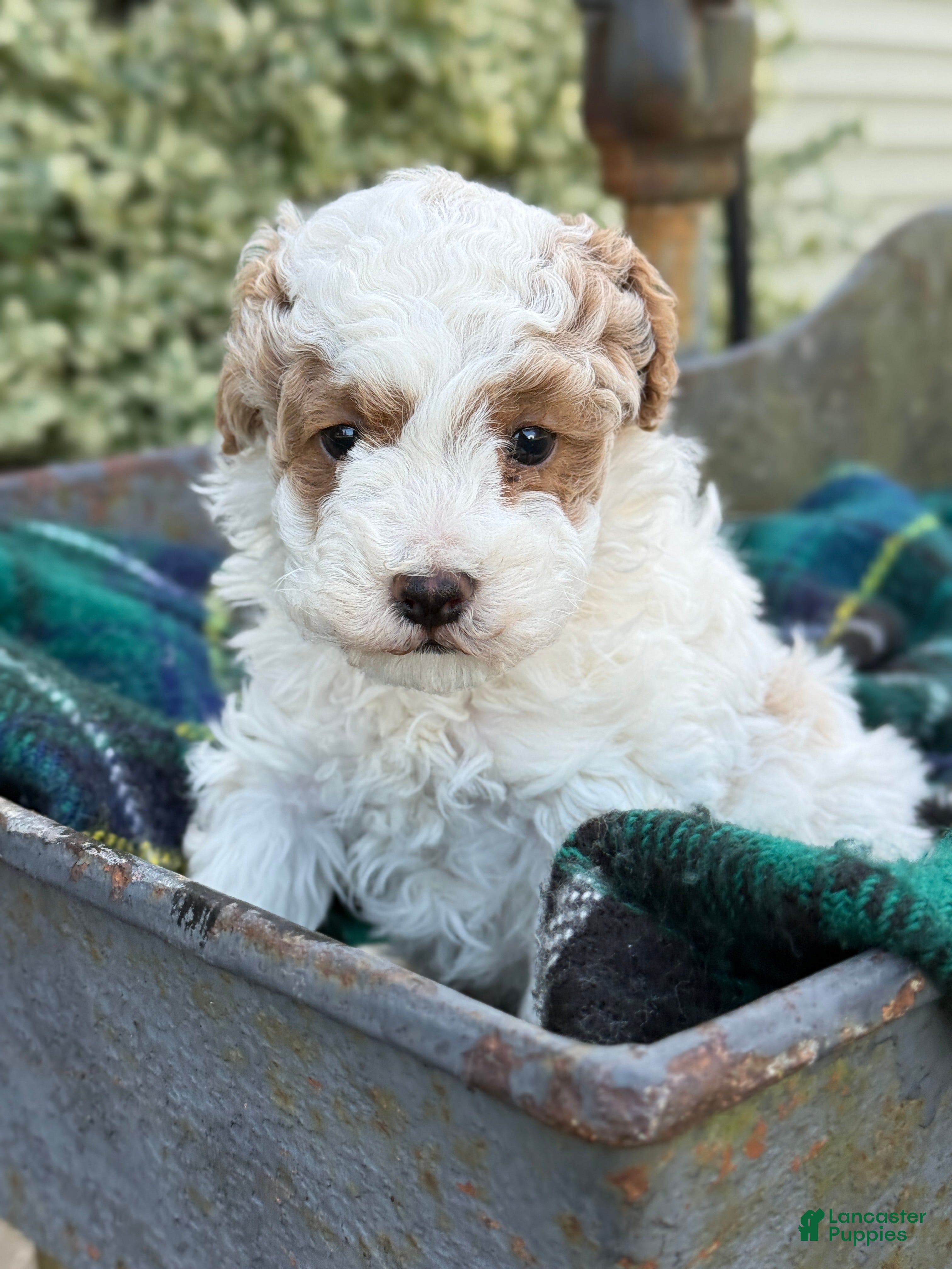 Toy Poodle dogs Cocoa - Ad 1