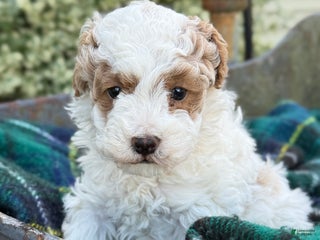 Toy Poodle dogs Cocoa - Ad 6