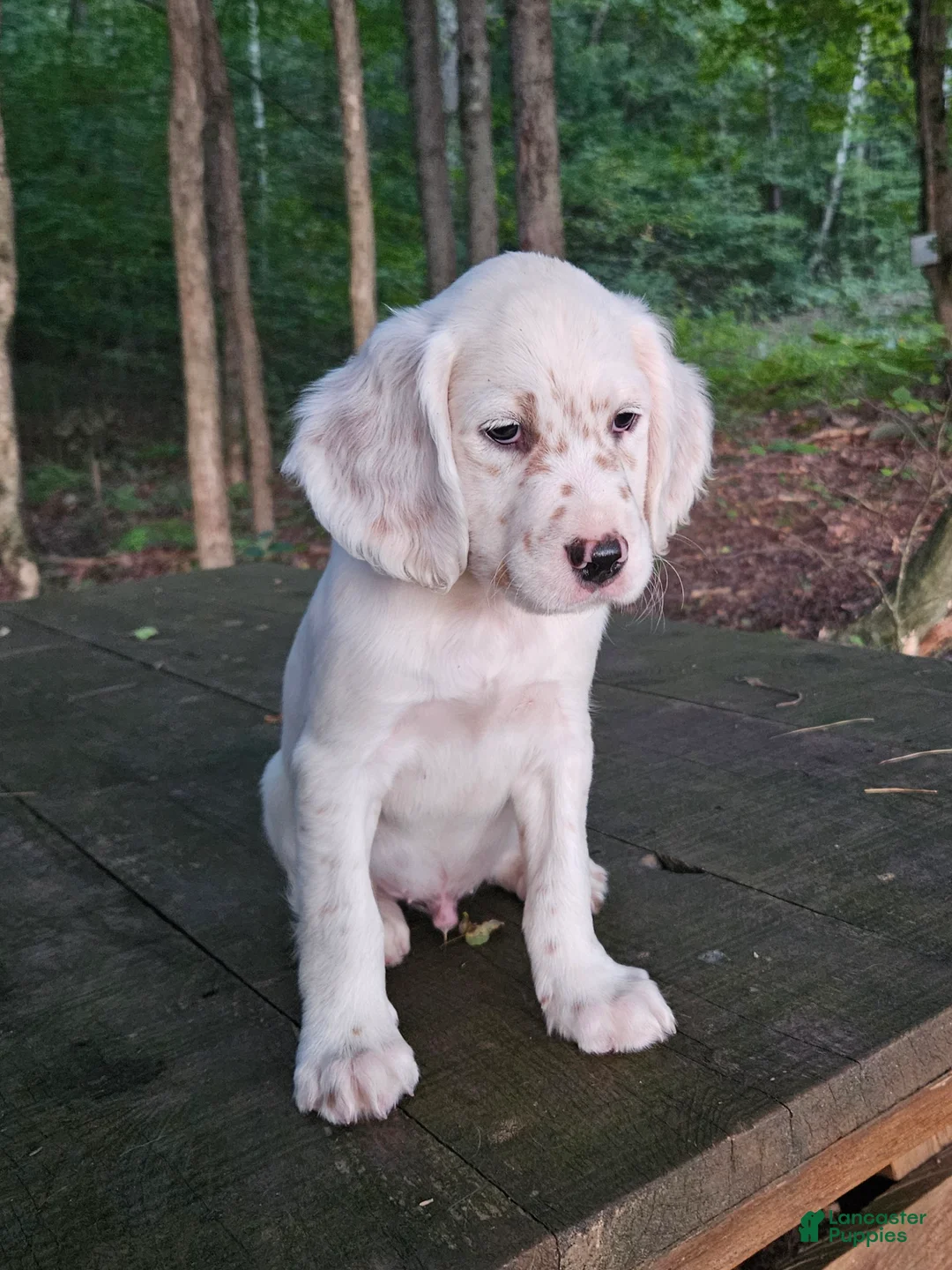 English Setter dogs for sale: Oliver - Ad 2