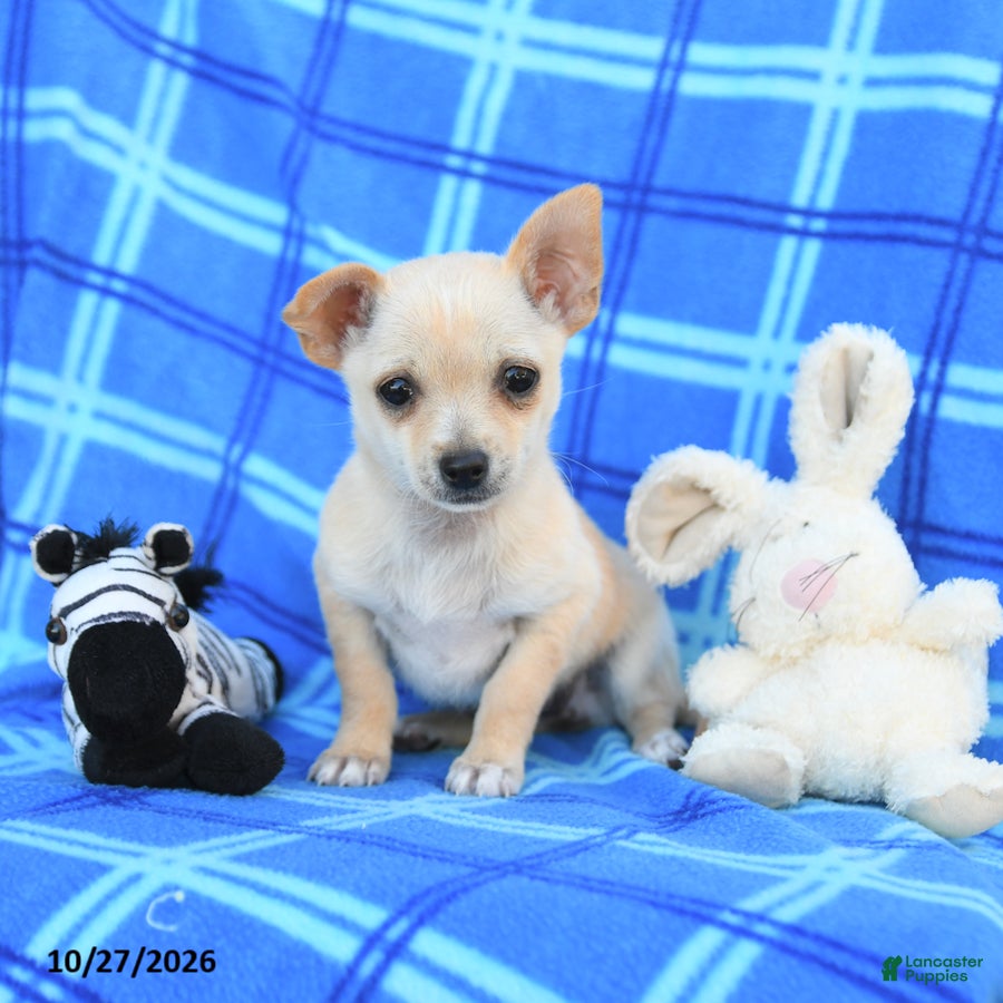 Chihuahua dogs for sale: Ula  - Ad 2