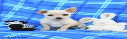 Chihuahua dogs for sale: Ula  - Ad 2