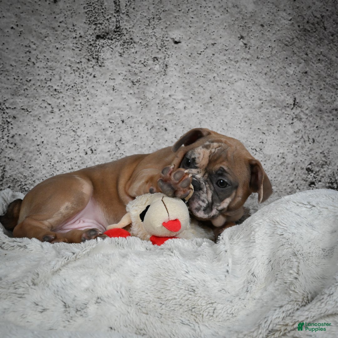 French Bulldog dogs for sale: Gus - Ad 3