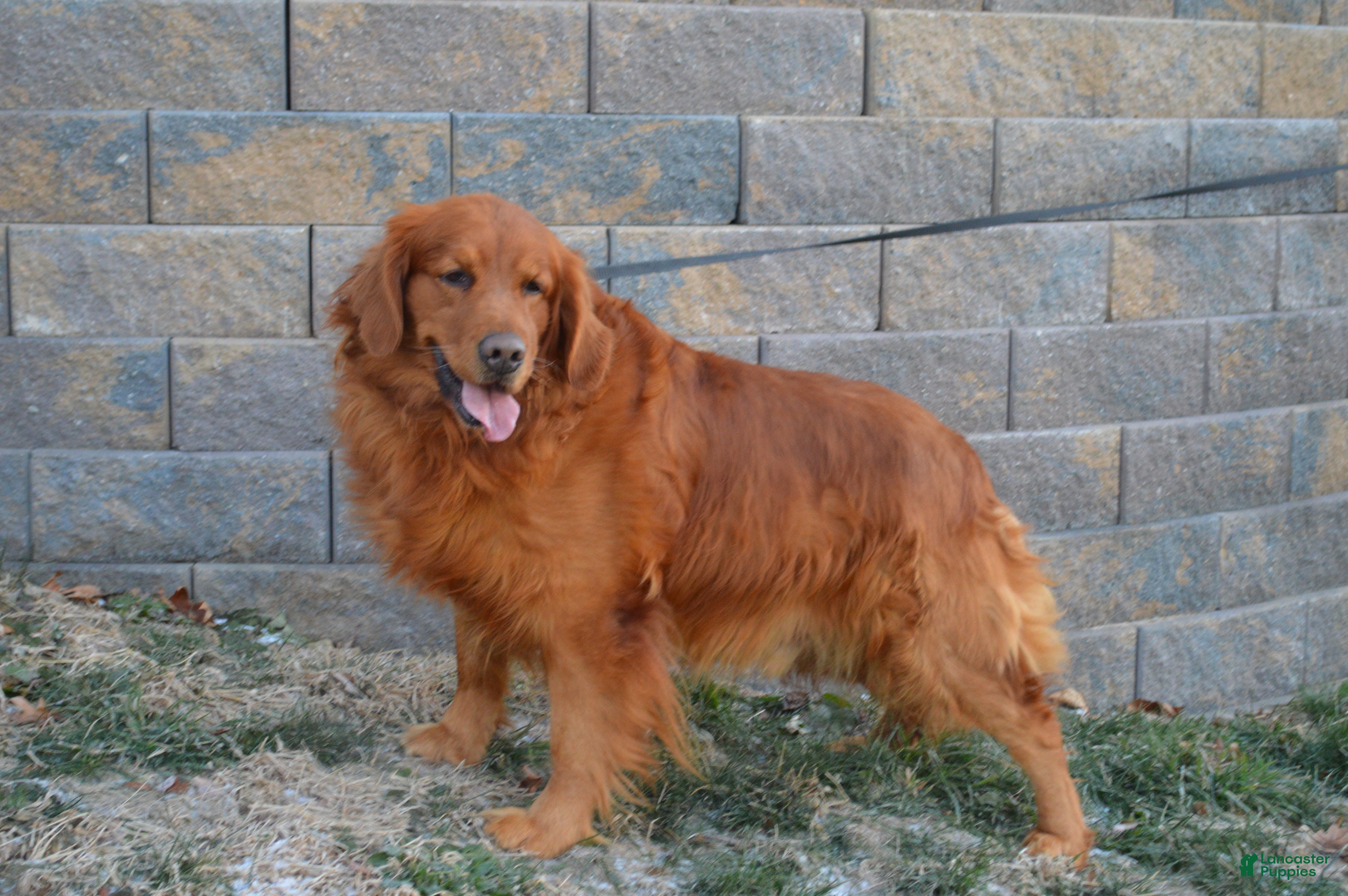 Golden Retriever dogs Cashman - Ad 1
