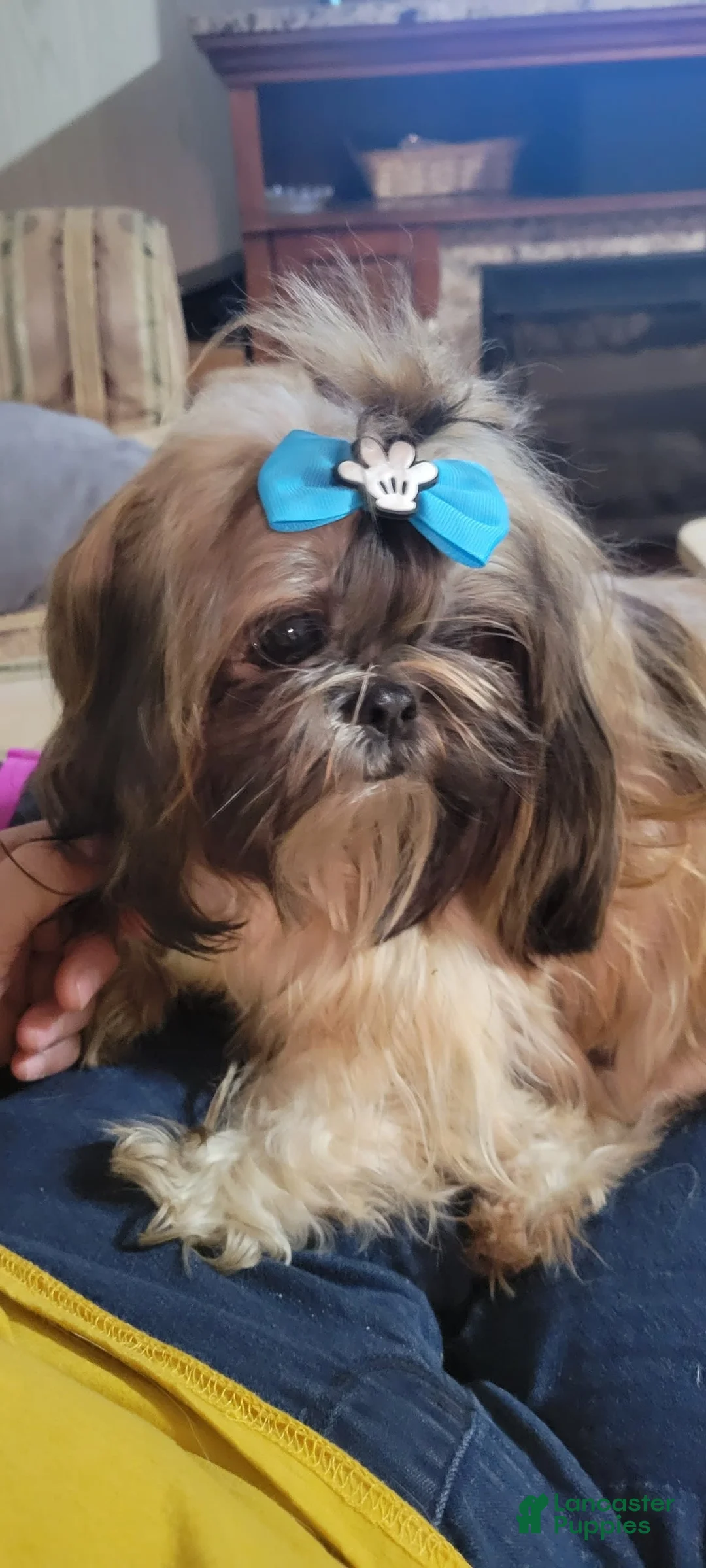 Gallery Image {{count}}