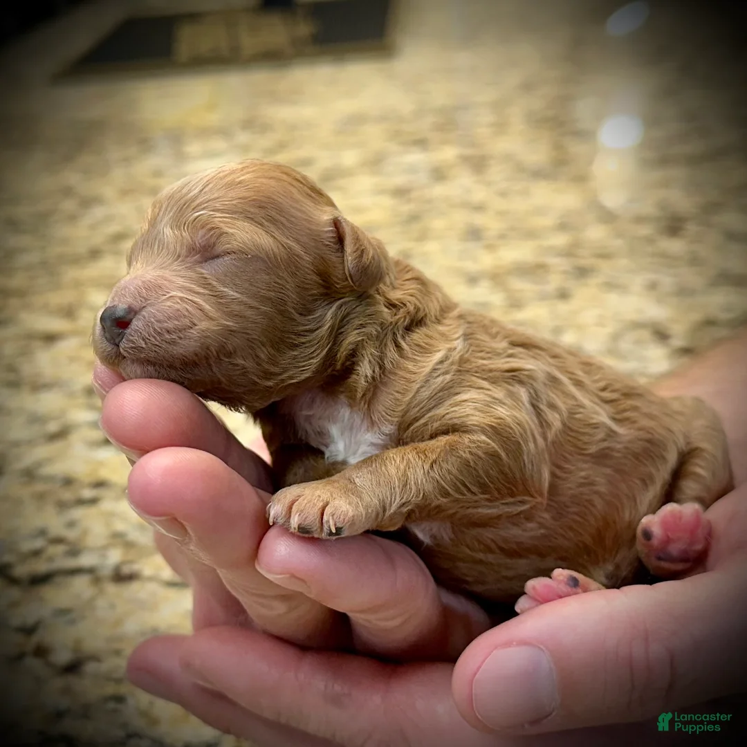 Miniature Poodle dogs for sale: Feta - Ad 1