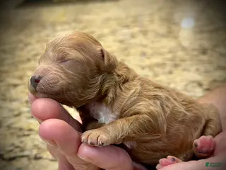 Miniature Poodle dogs Feta - Ad 8