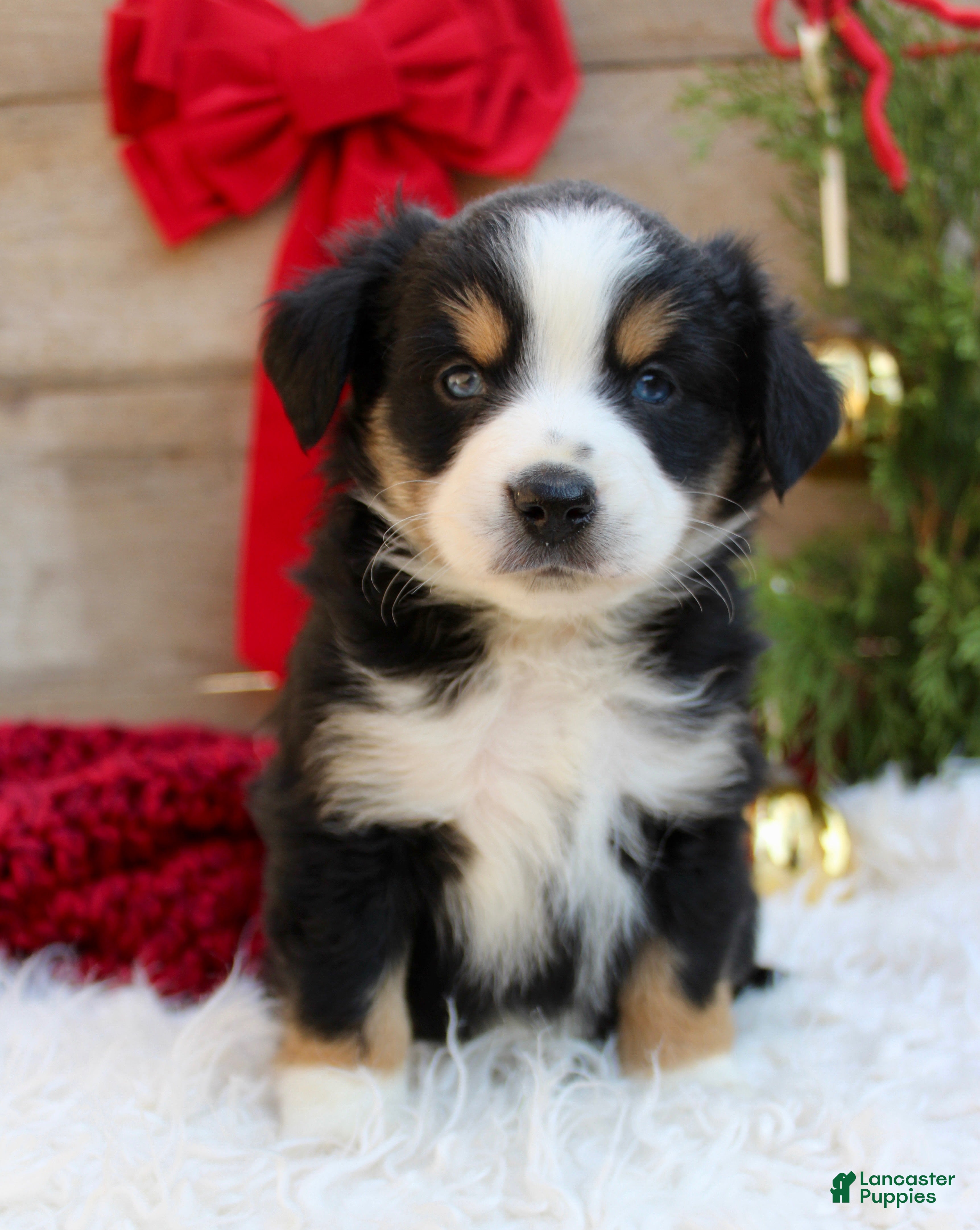 Miniature Australian Shepherd dogs Stella - Ready Now  - Ad 1