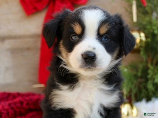 Miniature Australian Shepherd dogs Stella - Ready Now - Ad 1