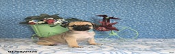 Pug dogs for sale: Lilah - Ad 2