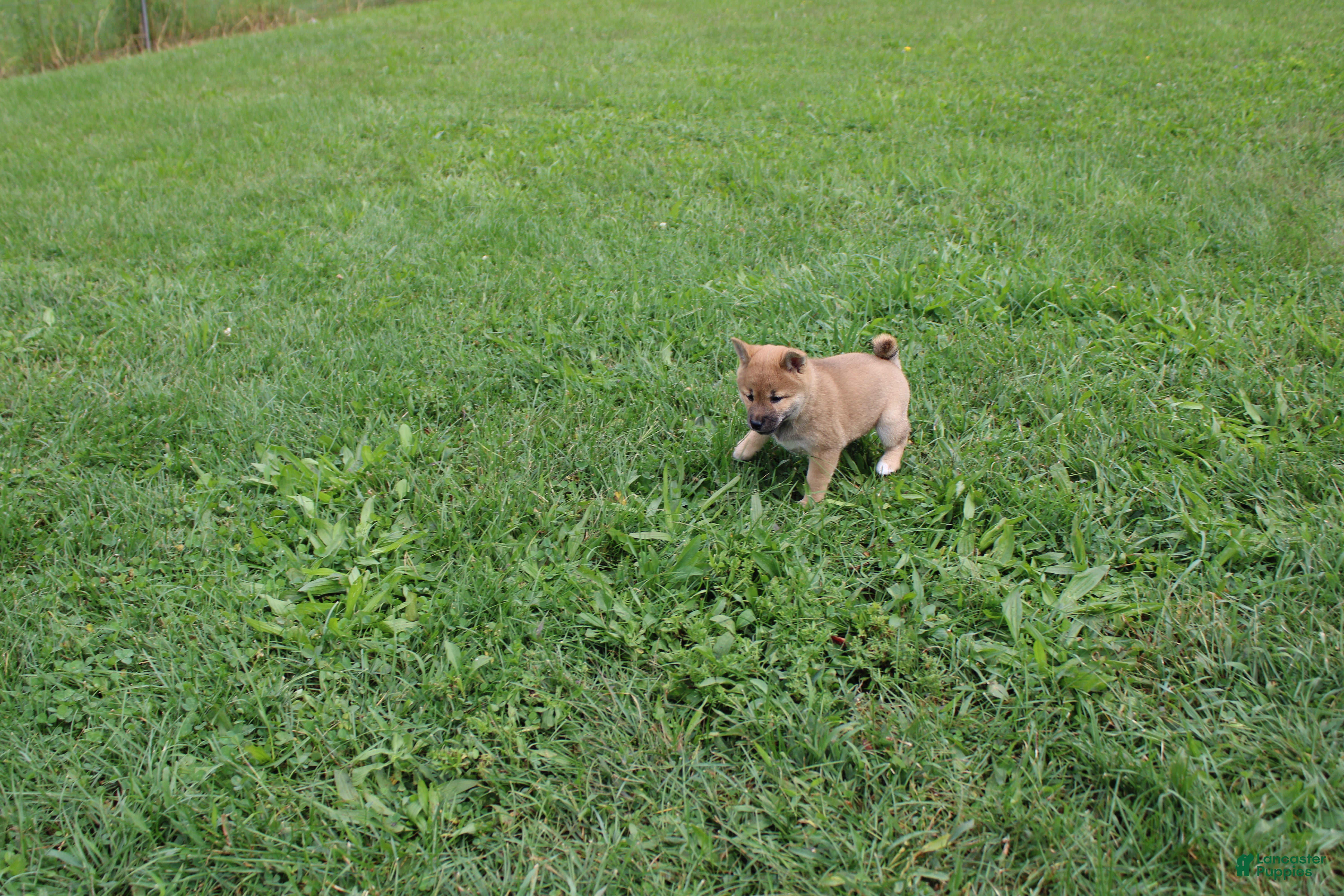 Shiba Inu dogs Chili - Ad 2