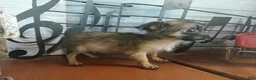 Chihuahua dogs for sale: Micro teacup long hair darker boy. Hand Delivery  - Ad 3