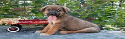 German Shepherd dogs for sale: Copper - Ad 3
