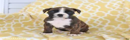 Boxer dogs for sale: Ava   - Ad 5
