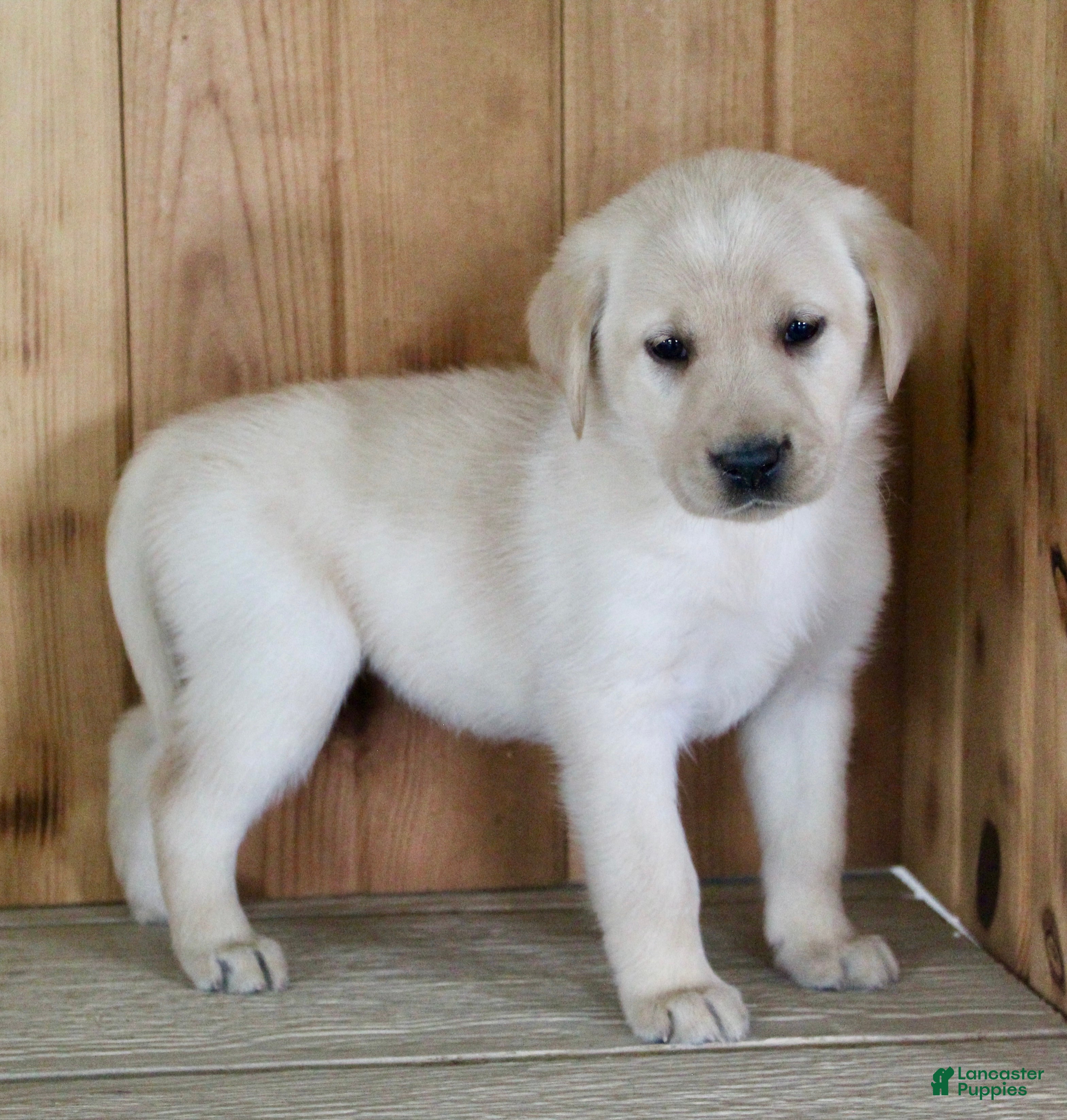 Labrador Retriever dogs Ziva - Ad 2
