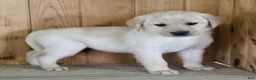 Labrador Retriever dogs for sale: Ziva - Ad 2