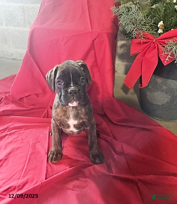 Boxer dogs Vixen - Ad 15