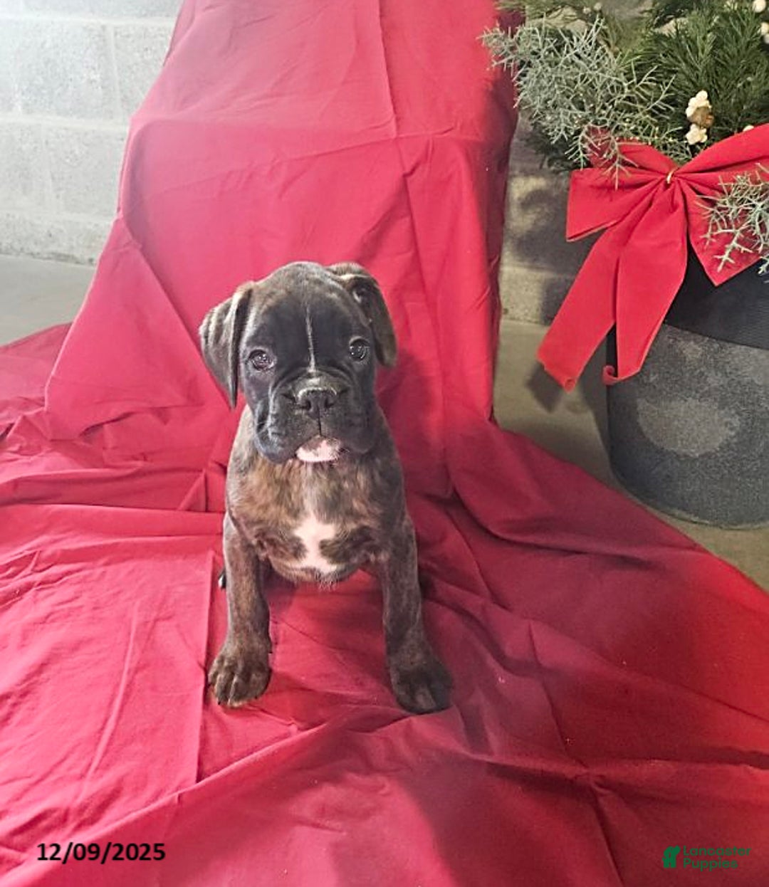 Boxer dogs for sale: Vixen - Ad 1