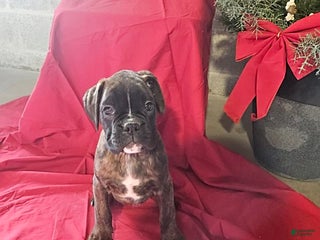 Boxer dogs Vixen - Ad 8