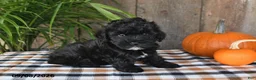 Havapoo dogs for sale: Rocky - Ad 3