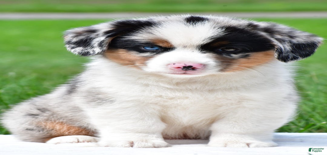 Gallery Image {{count}}