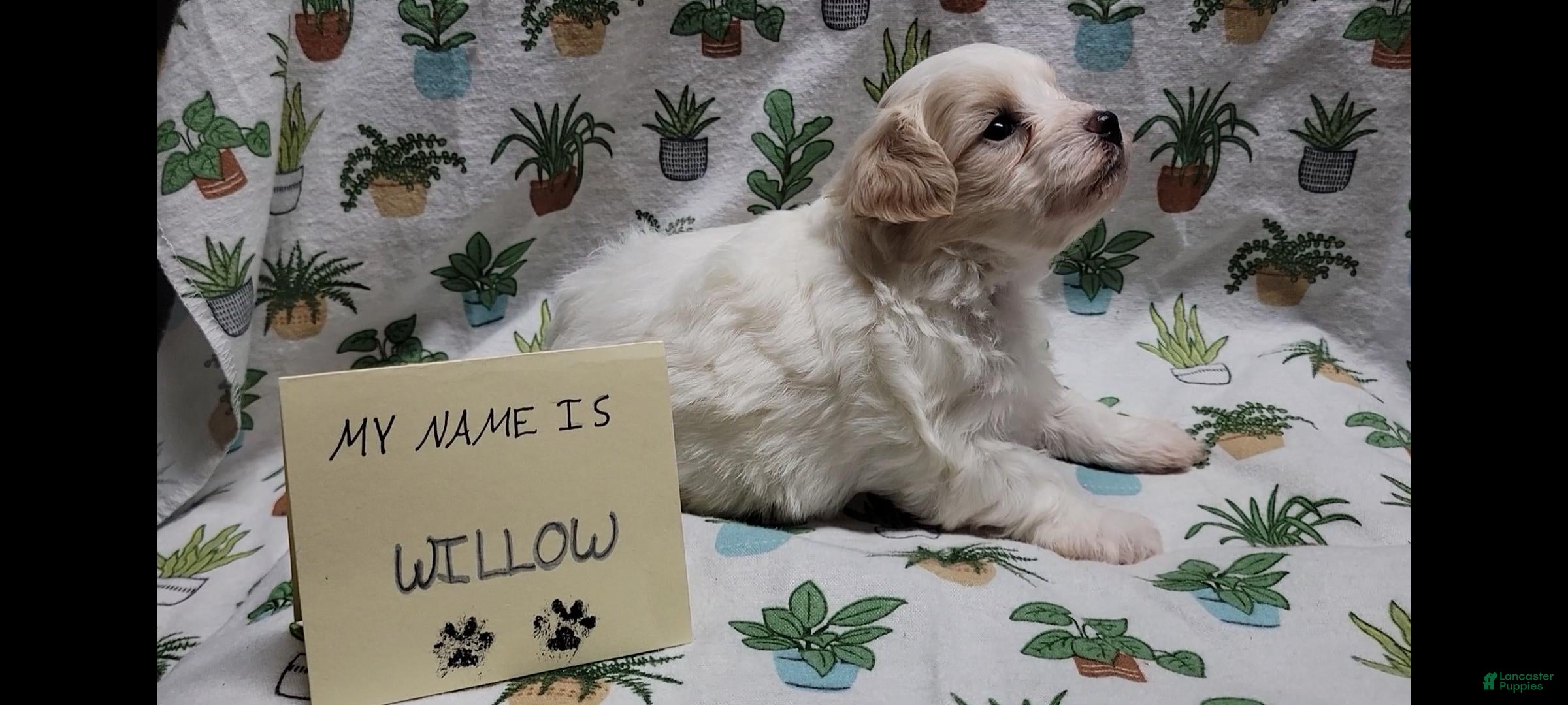 Maltipoo dogs Willow - Ad 7