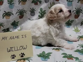 Maltipoo dogs Willow - Ad 7
