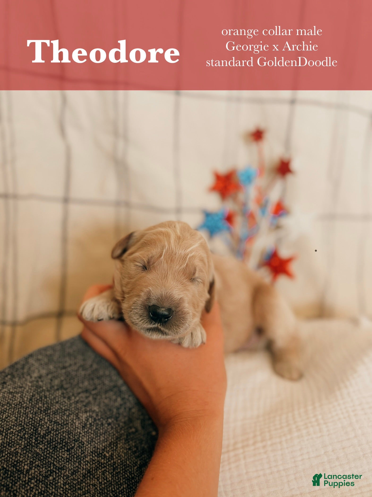 Goldendoodle dogs for sale: Theodore - Ad 4