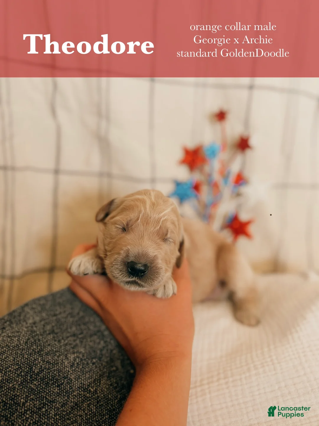 Goldendoodle dogs for sale: Theodore - Ad 1