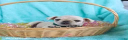 Pug dogs for sale: Brooke - Ad 3