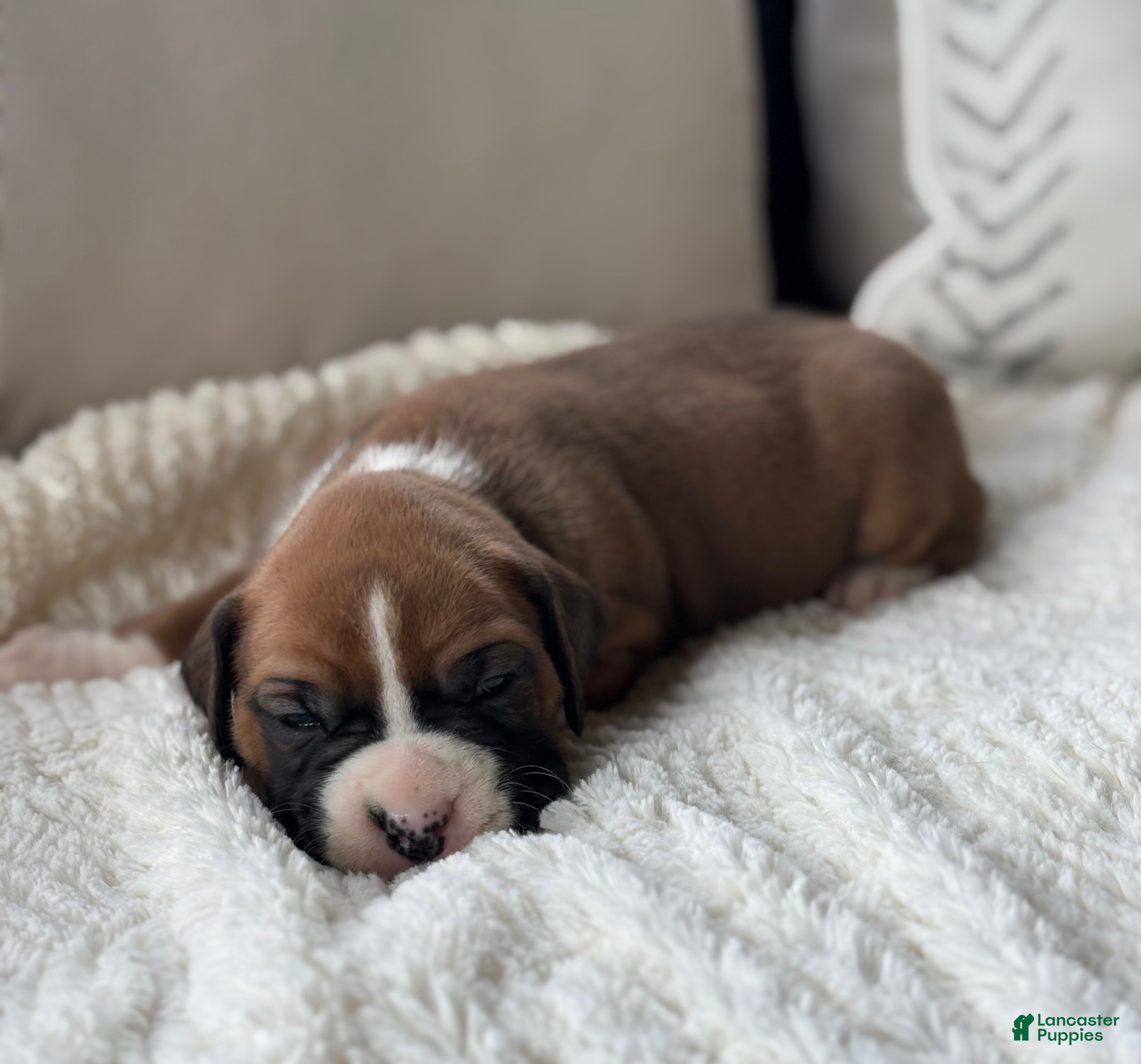 Boxer dogs Poppy - Ad 2
