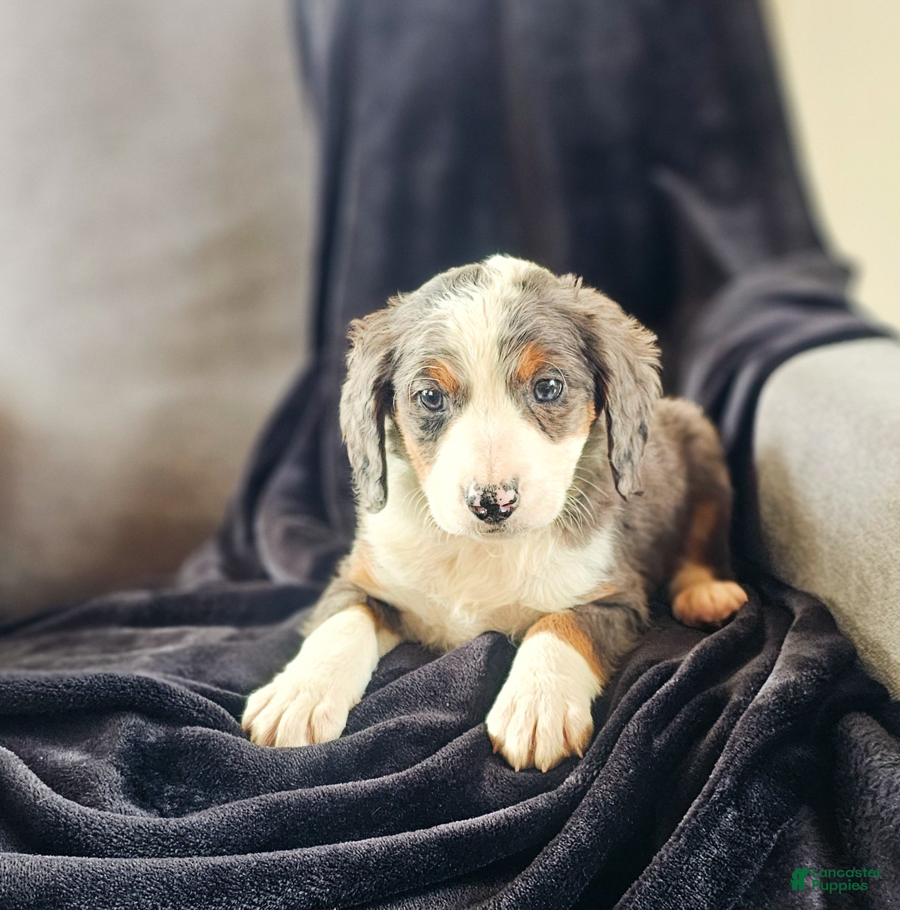 Mini Bernedoodle dogs Ally - Ad 27