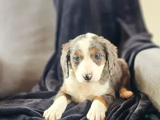 Mini Bernedoodle dogs Ally - Ad 27